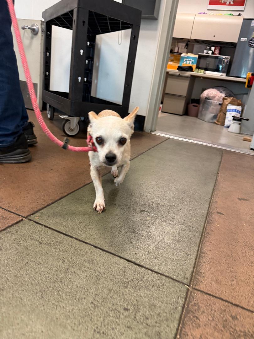 Kita, an adoptable mixed breed in Los Angeles, CA image 4/5