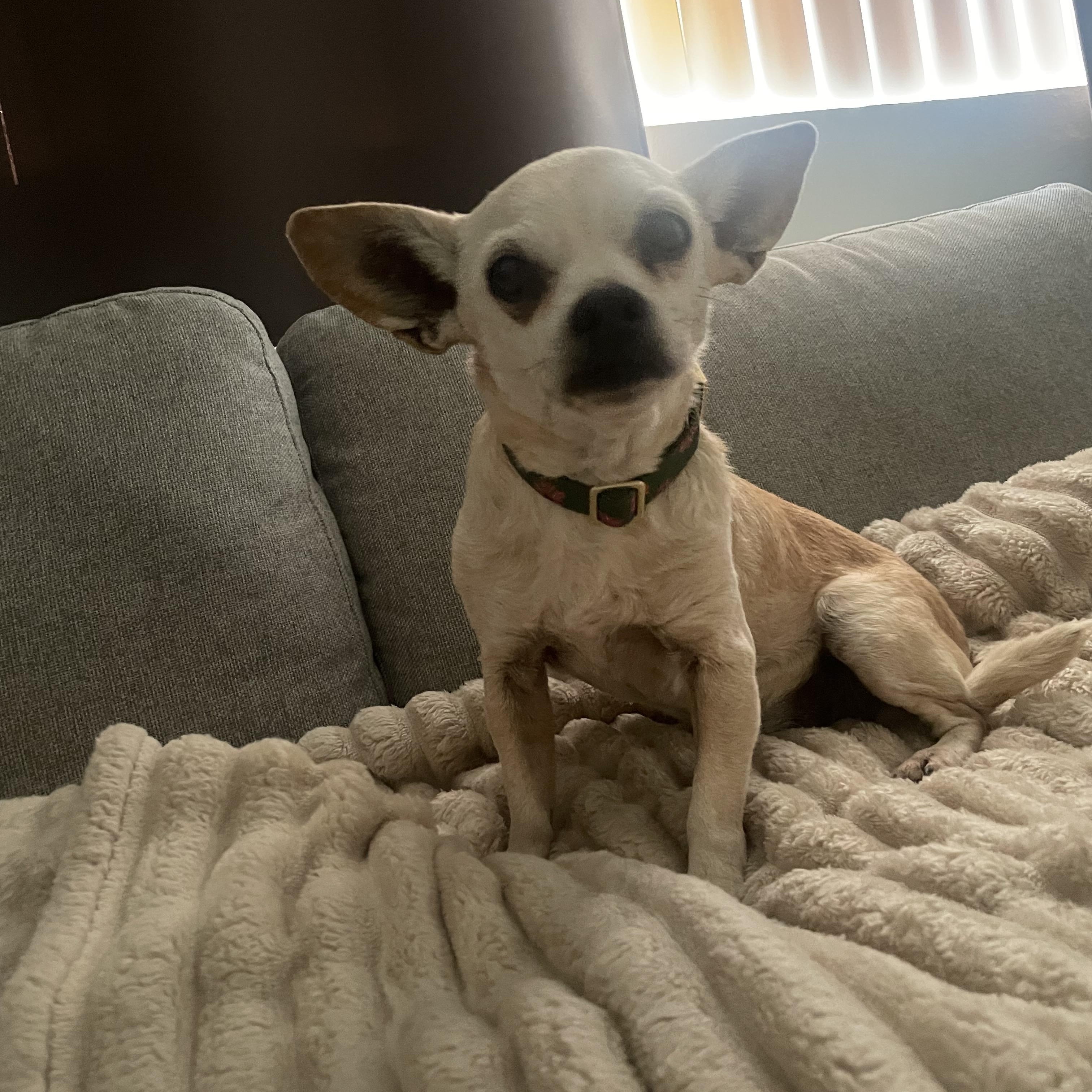 Enlarge Kita, an adoptable mixed breed in Los Angeles, CA image 4/5