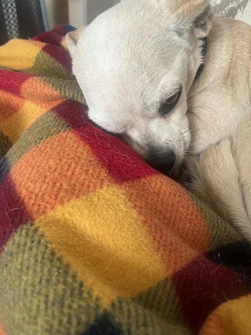 Kita, an adoptable mixed breed in Los Angeles, CA image 5/5