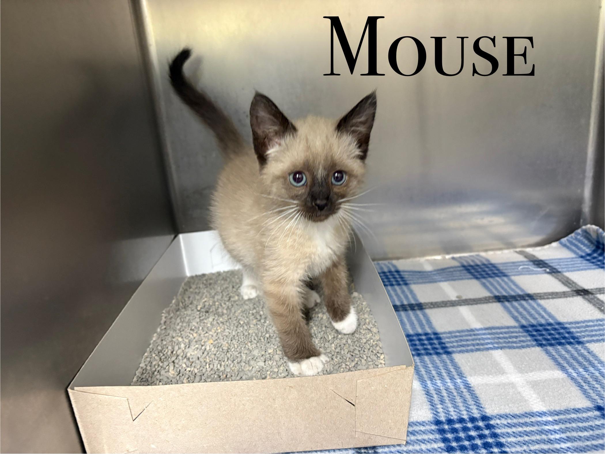 Mouse