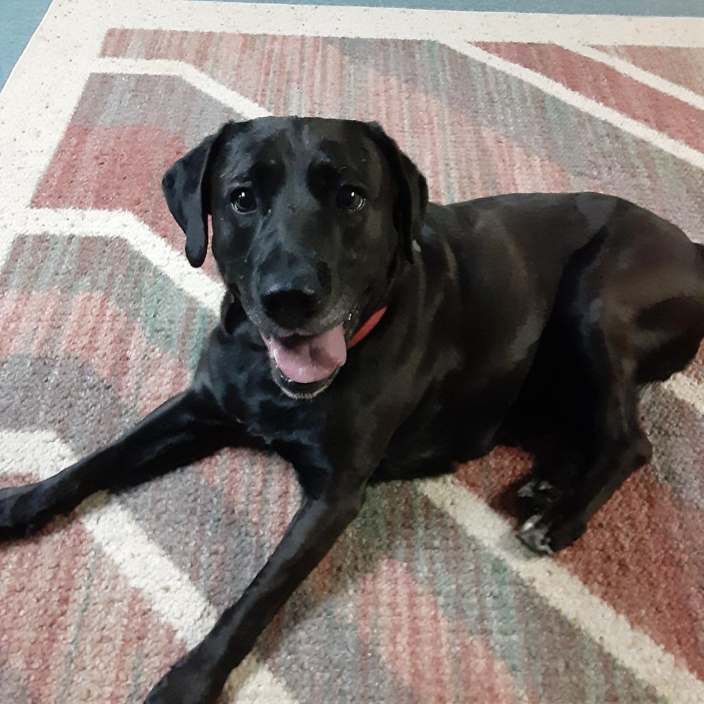 Enlarge Becky, a Adoptable Mixed Breed in Mentor, OH image 1/6