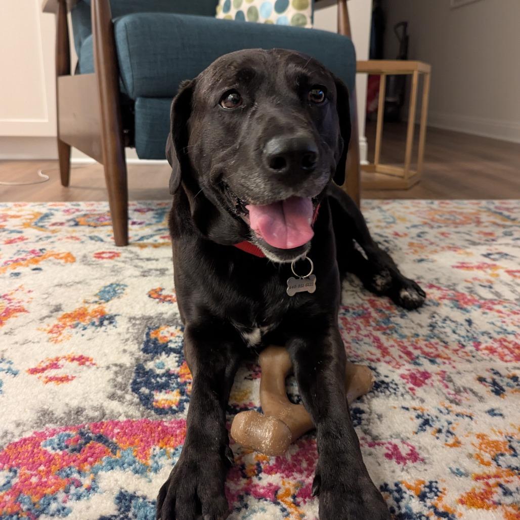 Enlarge Becky, a Adoptable Mixed Breed in Mentor, OH image 2/6