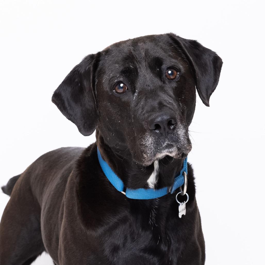 Enlarge Becky, a Adoptable Mixed Breed in Mentor, OH image 3/6