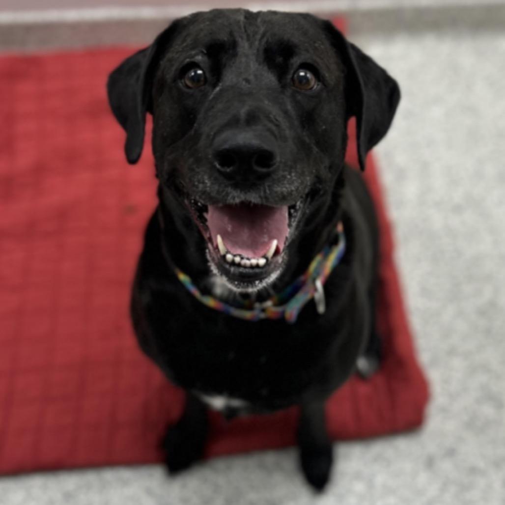 Enlarge Becky, a Adoptable Mixed Breed in Mentor, OH image 4/6