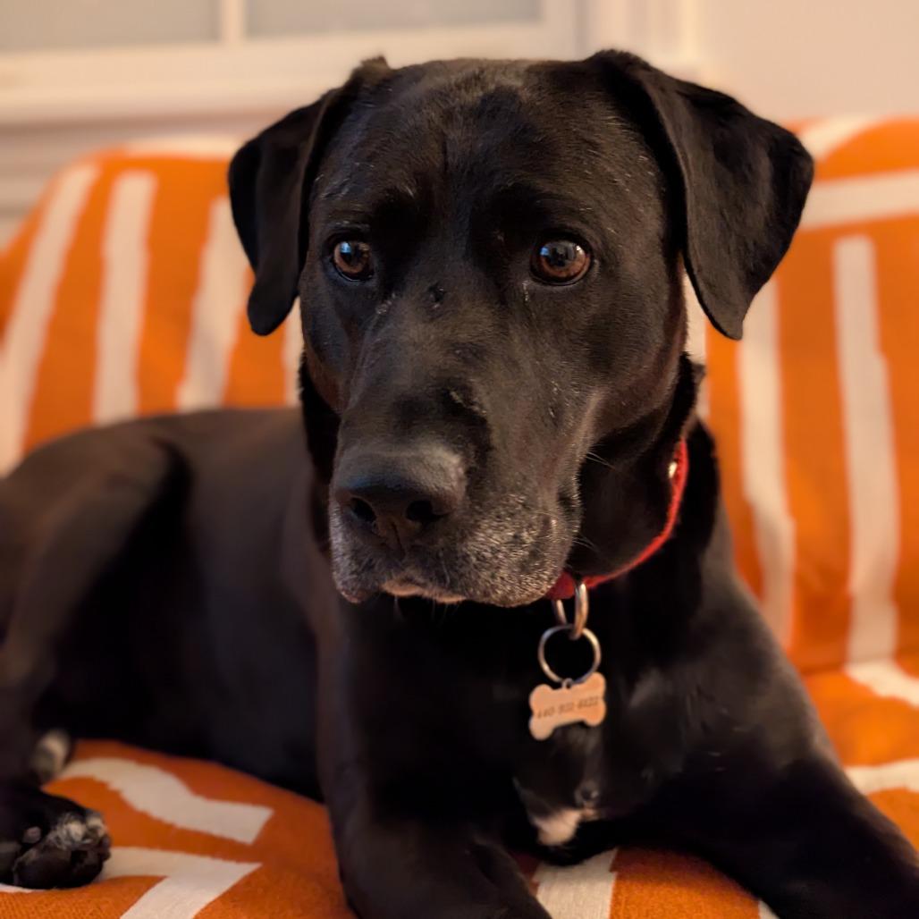 Enlarge Becky, a Adoptable Mixed Breed in Mentor, OH image 5/6