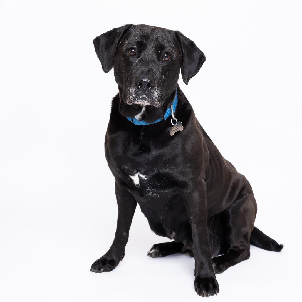 Enlarge Becky, a Adoptable Mixed Breed in Mentor, OH image 6/6