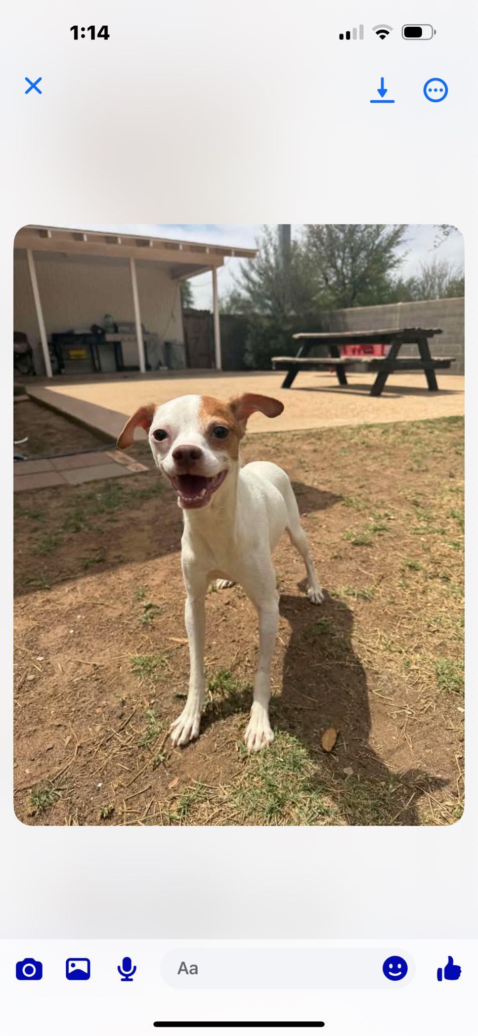 Enlarge Phoenix, an adoptable mixed breed in Midland, TX image 1/4