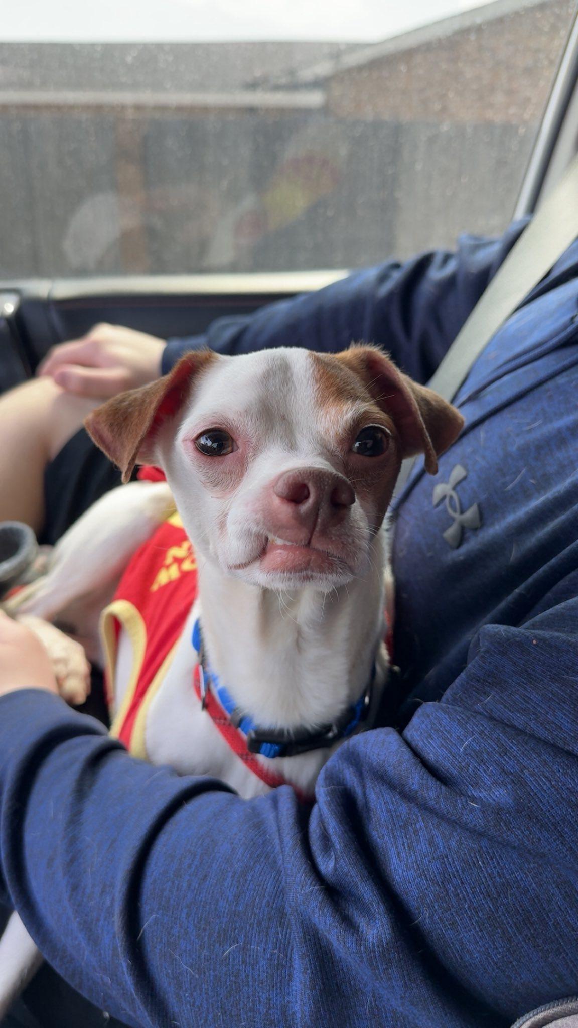 Enlarge Phoenix, an adoptable mixed breed in Midland, TX image 2/4