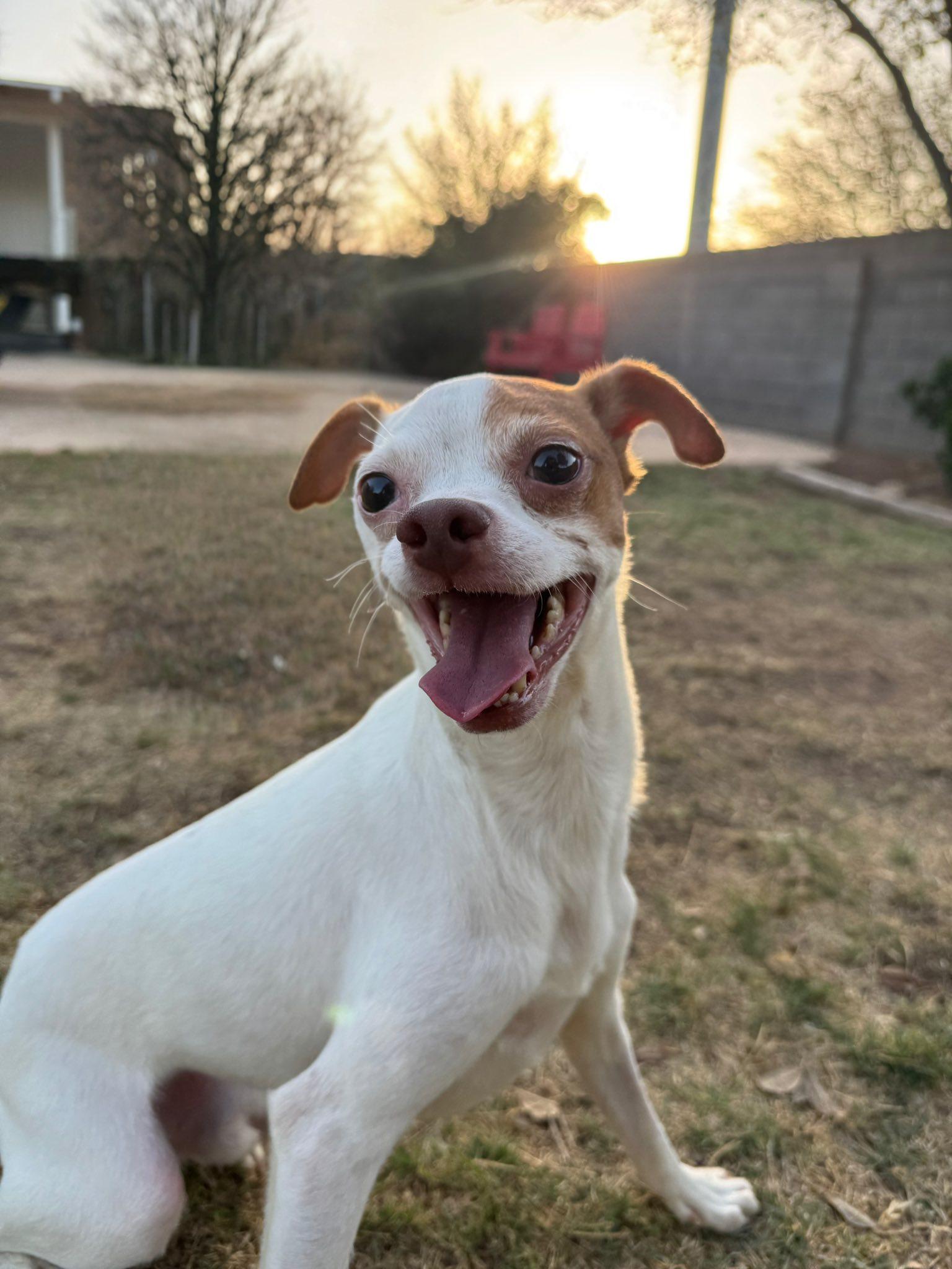 Enlarge Phoenix, an adoptable mixed breed in Midland, TX image 3/4
