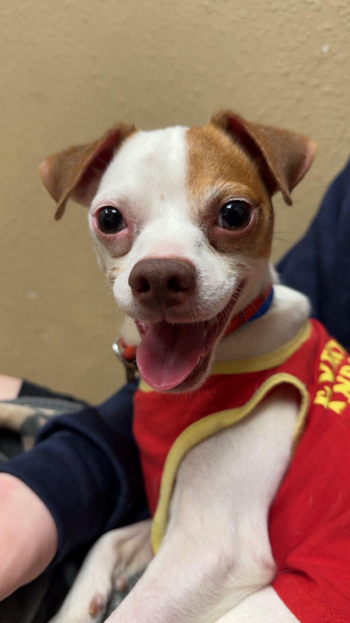 Enlarge Phoenix, an adoptable mixed breed in Midland, TX image 4/4