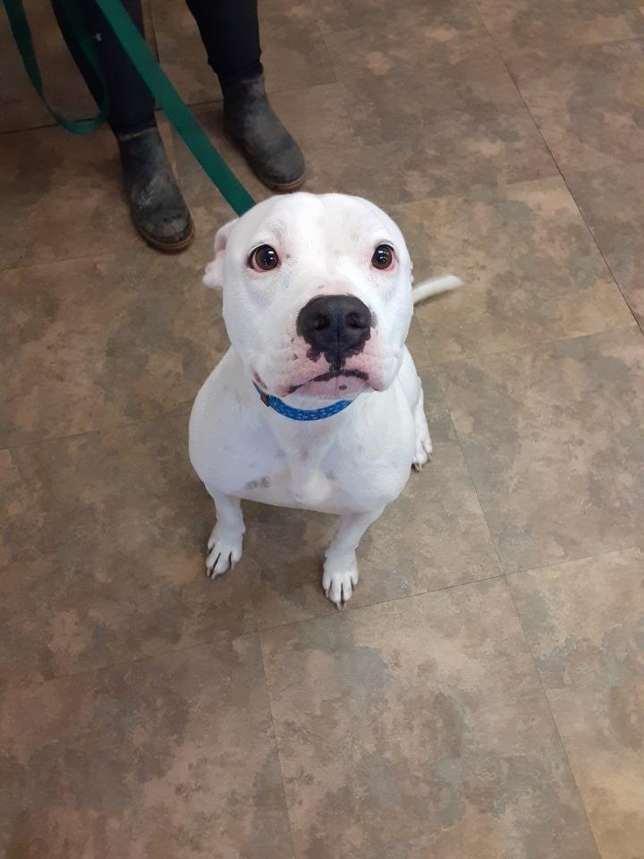 Enlarge Odin, a Adopted Pit Bull Terrier in Cambridge, MD image 1/1