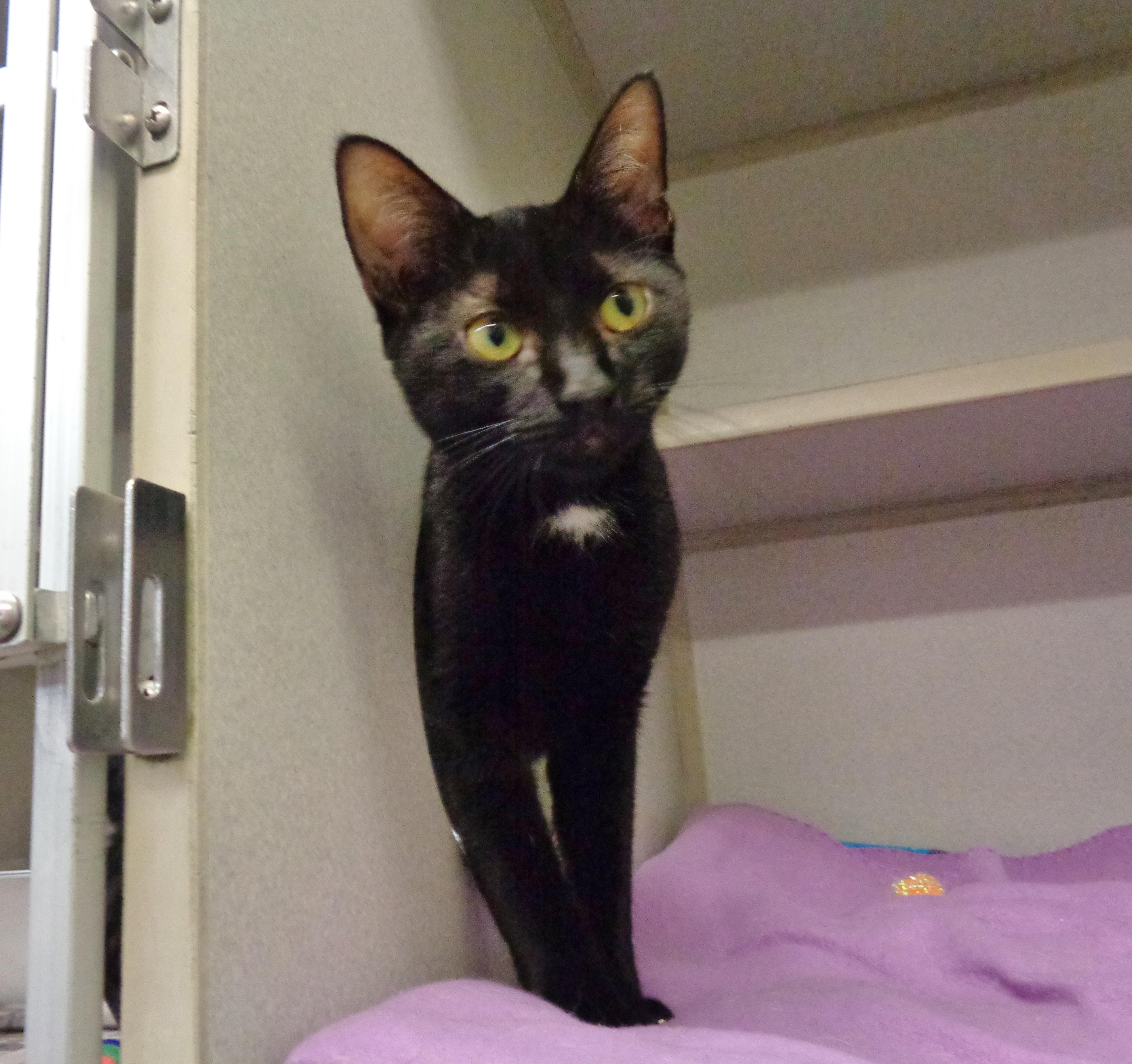 MOUNT RAINIER, an adopted Domestic Short Hair in Delhi, NY image 2/4