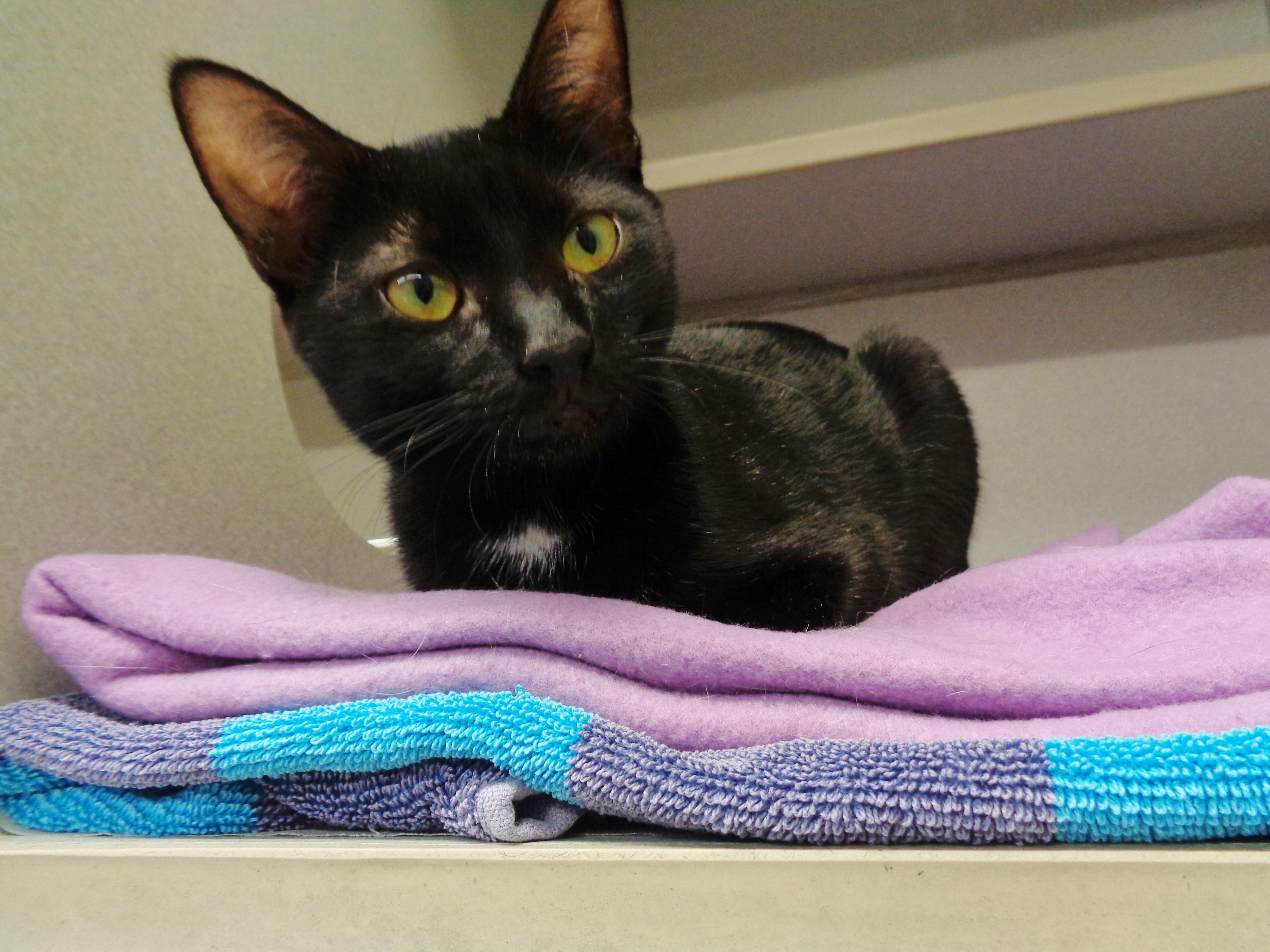 MOUNT RAINIER, adopted, Young Female Domestic Short Hair.