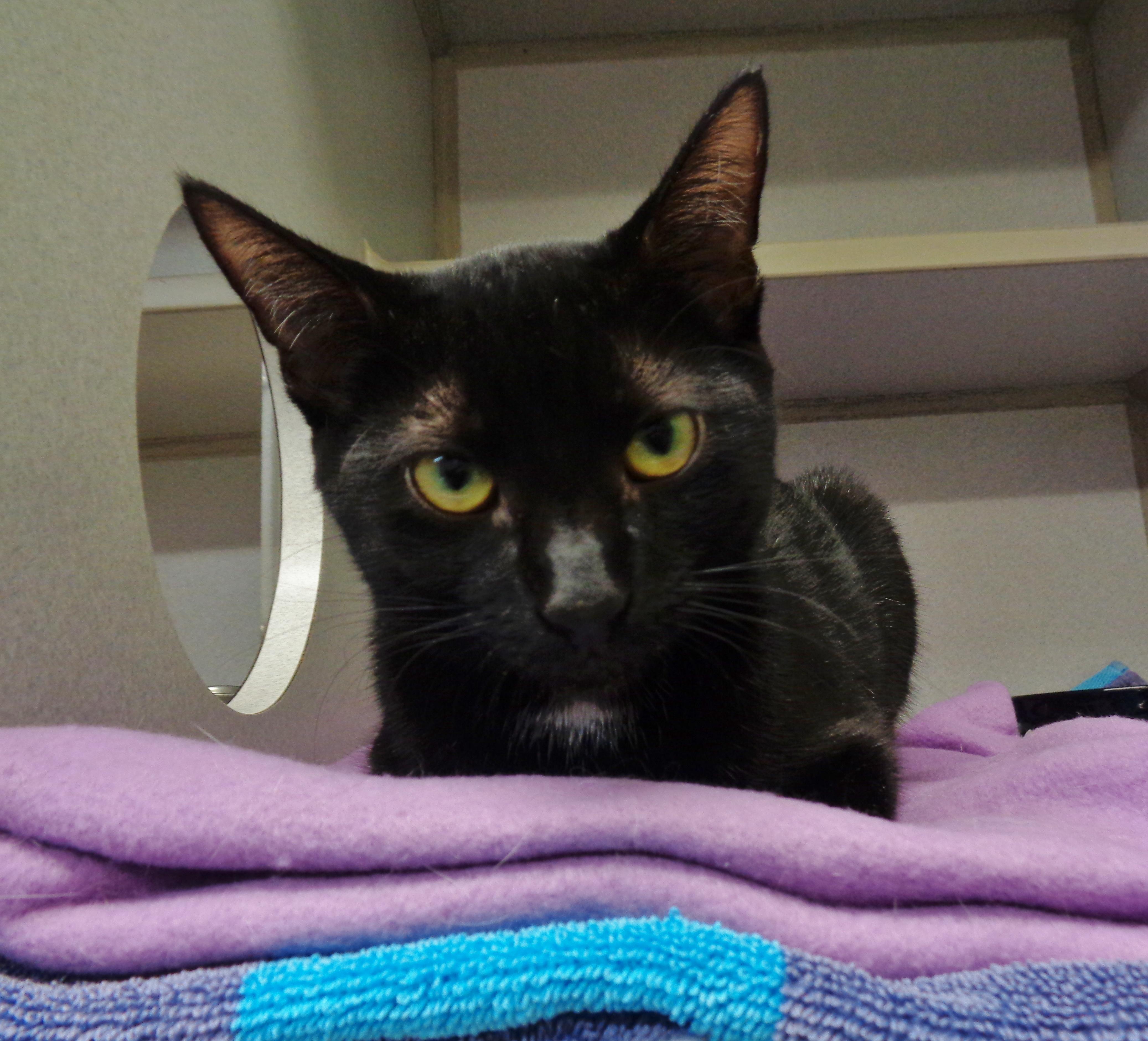 MOUNT RAINIER, an adopted Domestic Short Hair in Delhi, NY image 3/4