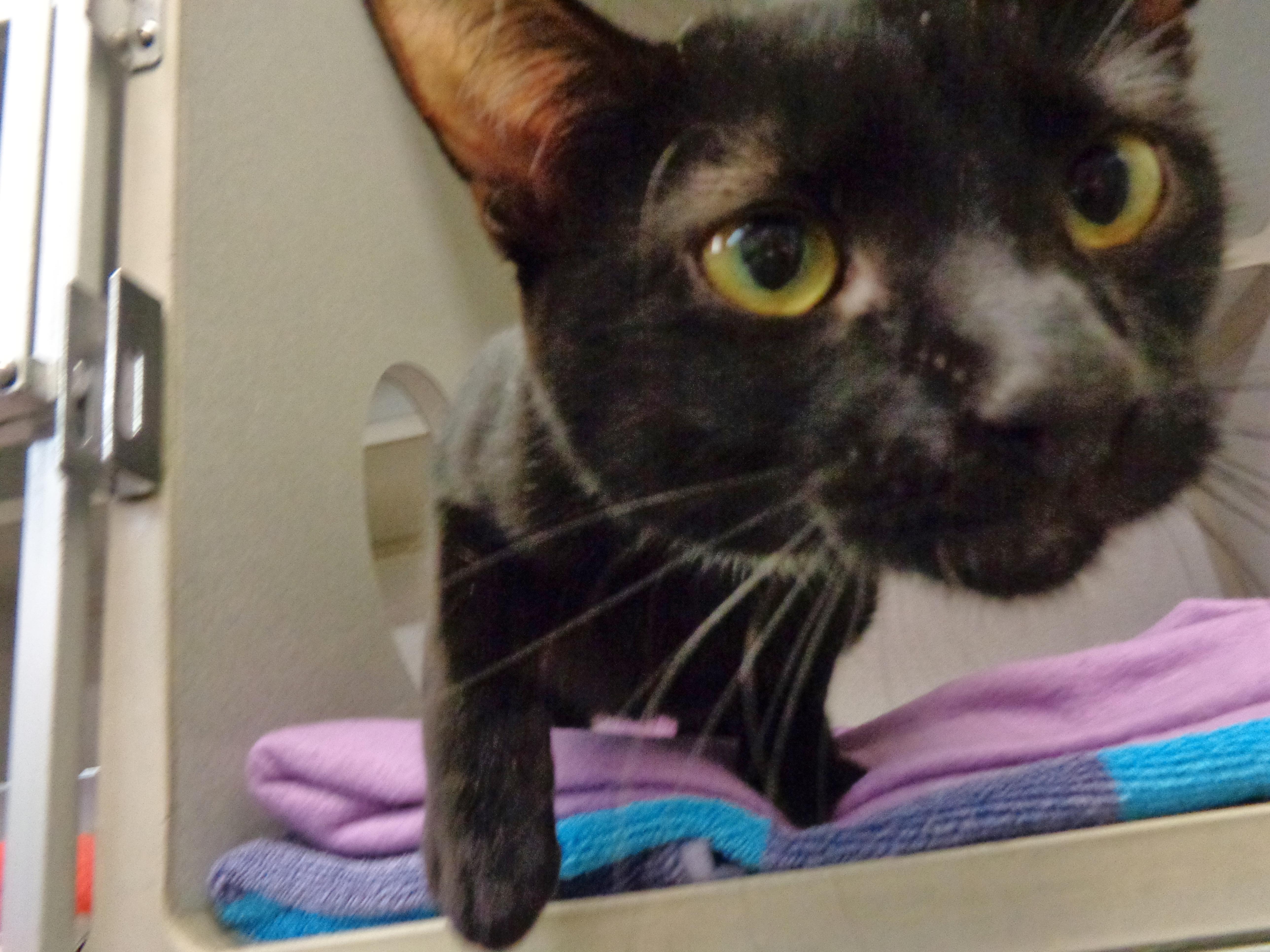 MOUNT RAINIER, an adopted Domestic Short Hair in Delhi, NY image 4/4