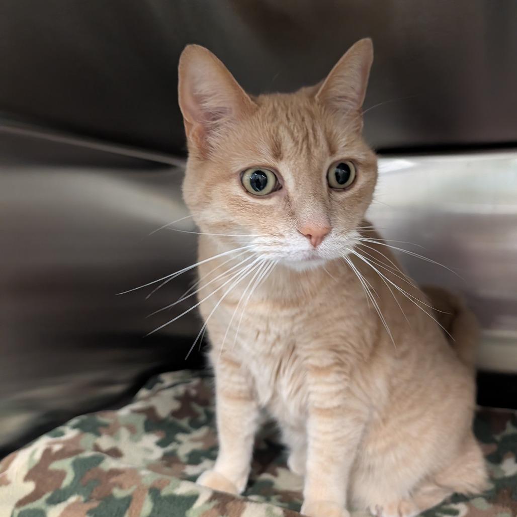 Ruby, Adoptable, Senior Female Domestic Short Hair.