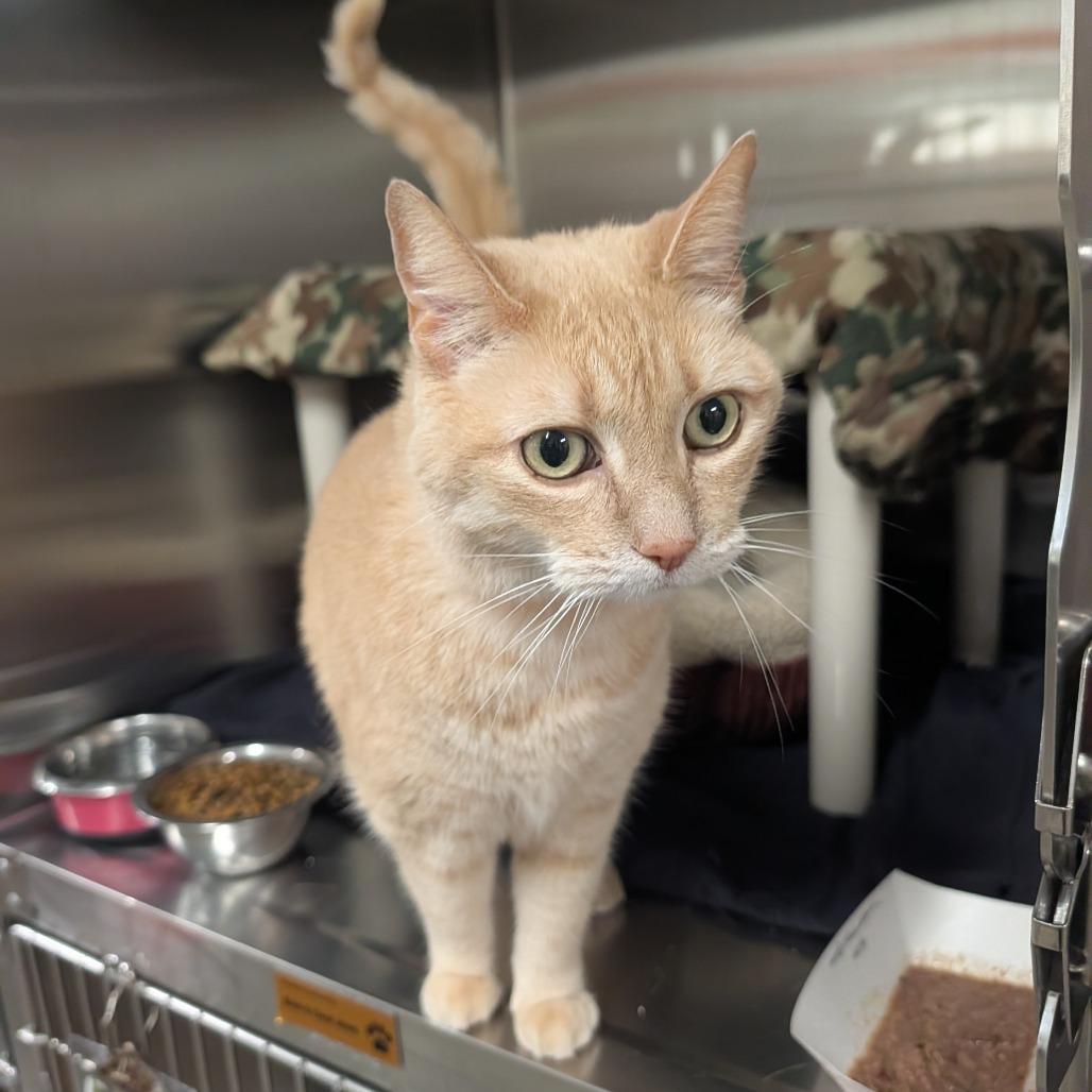 Enlarge Ruby, a Adoptable Domestic Short Hair in Saint Cloud, MN image 2/6