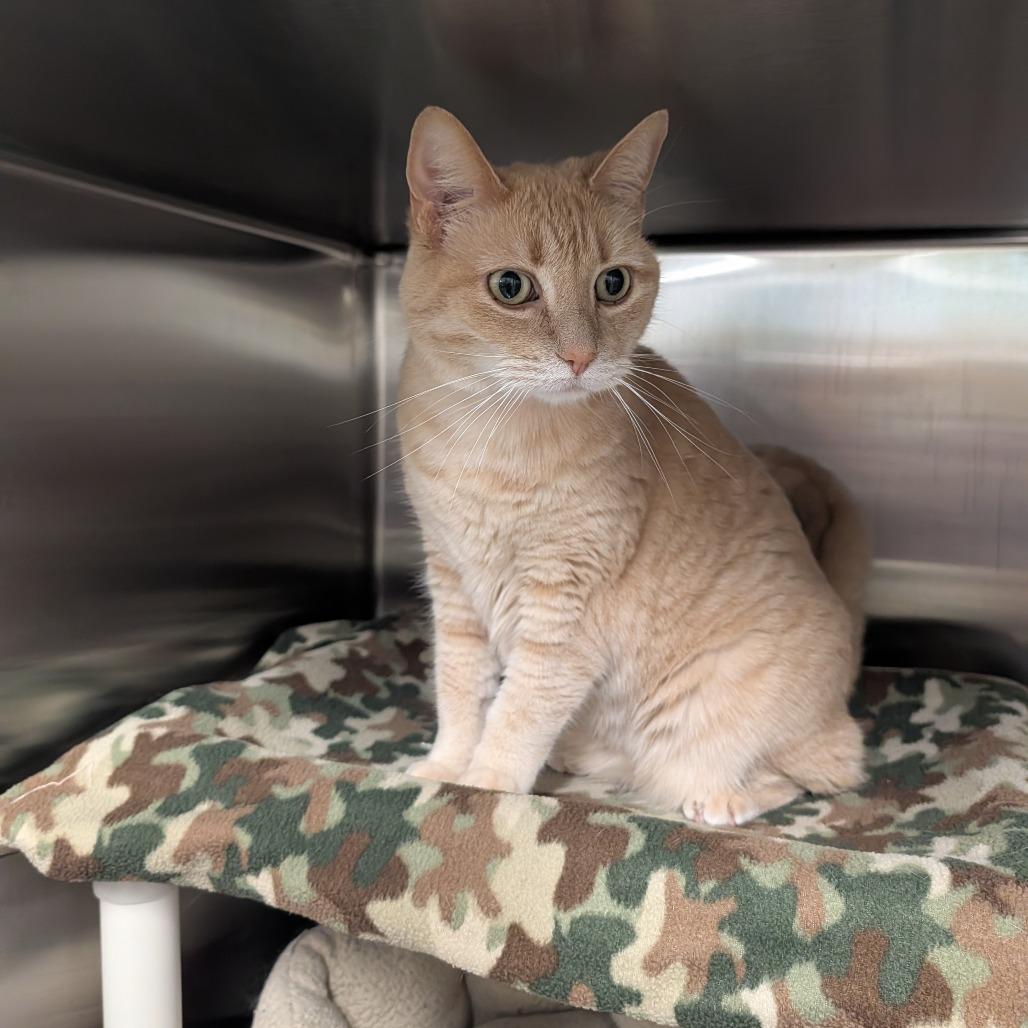 Enlarge Ruby, a Adoptable Domestic Short Hair in Saint Cloud, MN image 4/6