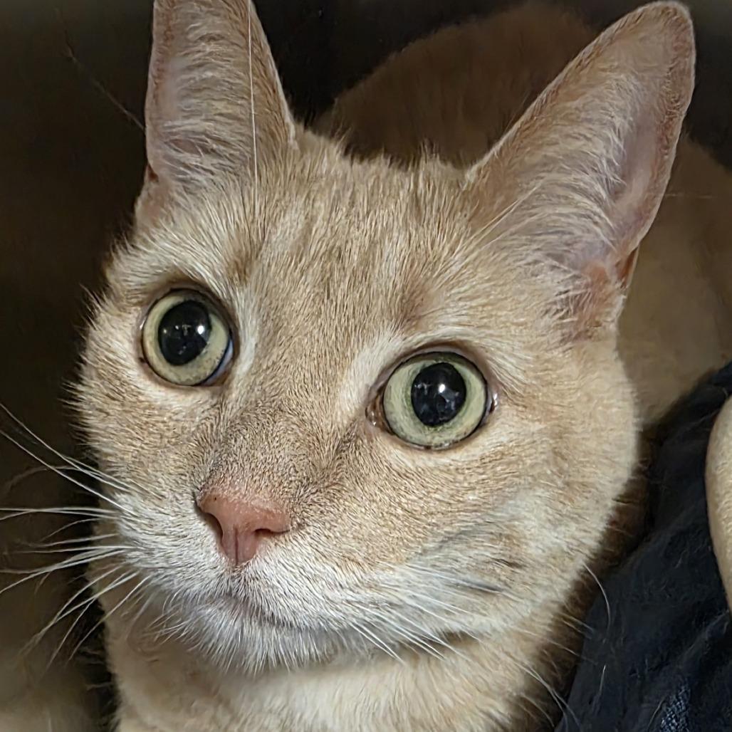 Enlarge Ruby, a Adoptable Domestic Short Hair in Saint Cloud, MN image 5/6