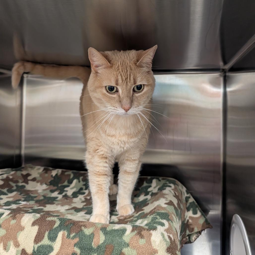 Enlarge Ruby, a Adoptable Domestic Short Hair in Saint Cloud, MN image 6/6
