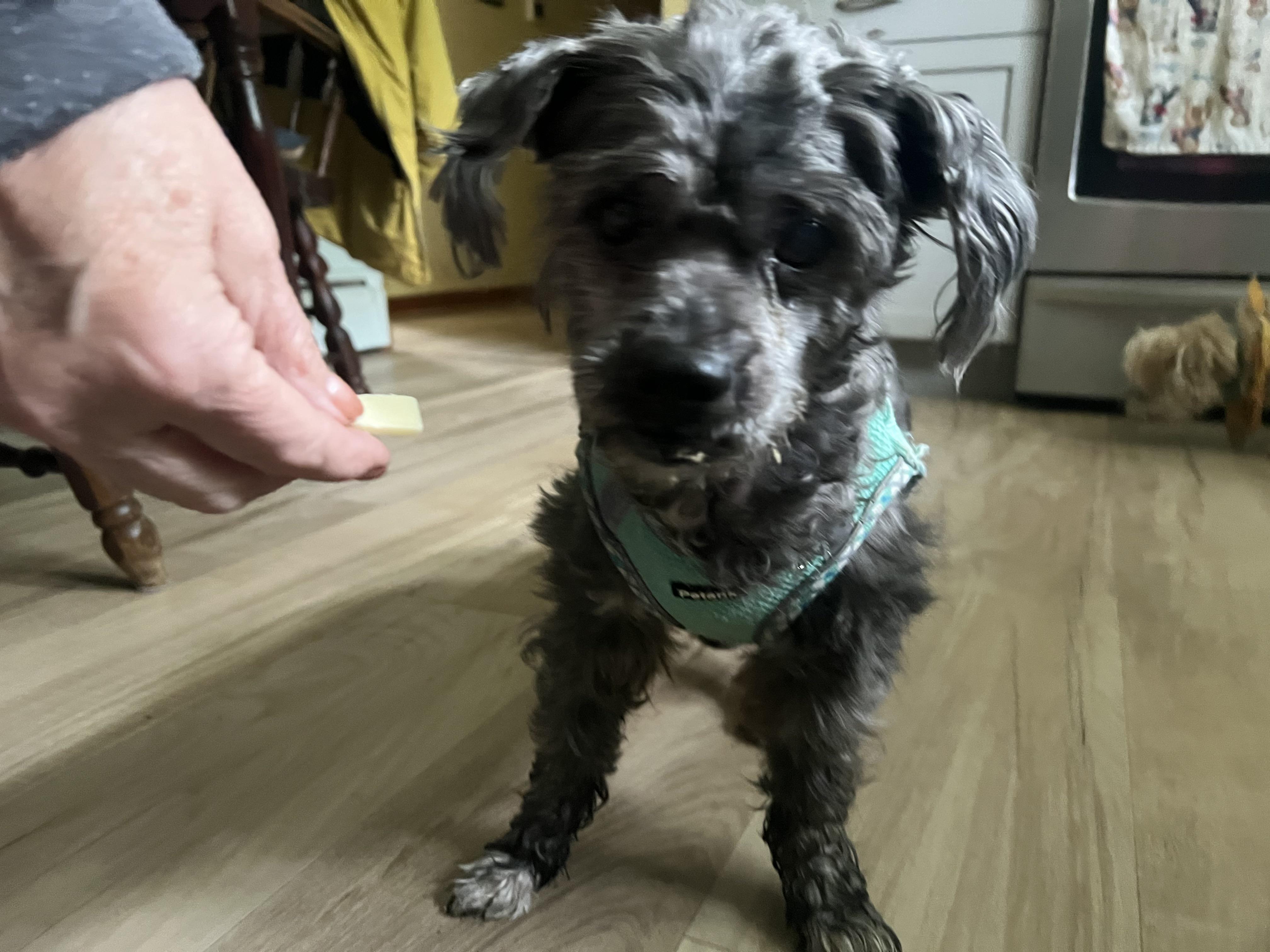 Carl (he needs a hero), a ADOPTABLE mixed breed in Middletown, CT image 2/4