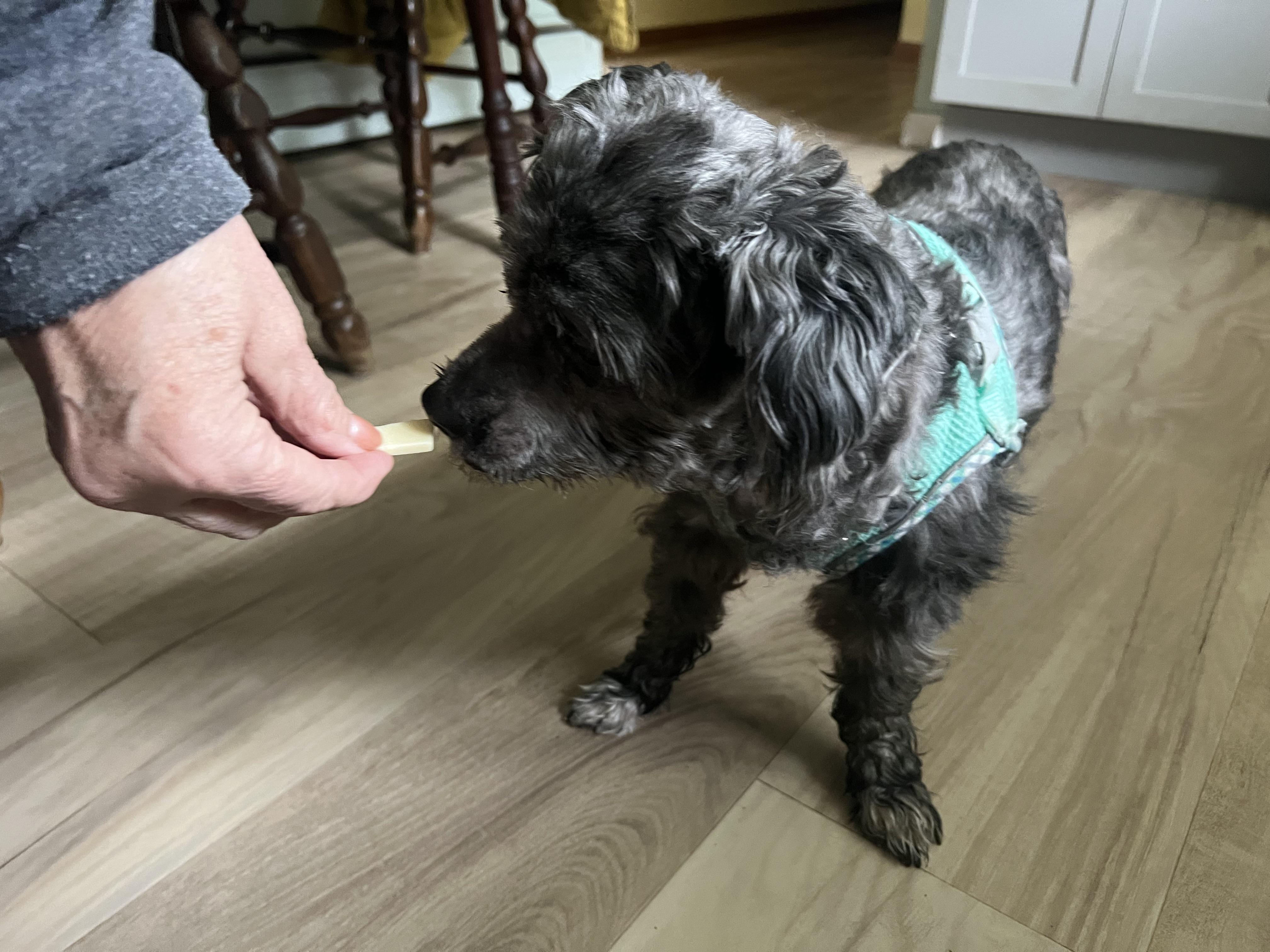 Carl (he needs a hero), a ADOPTABLE mixed breed in Middletown, CT image 4/4