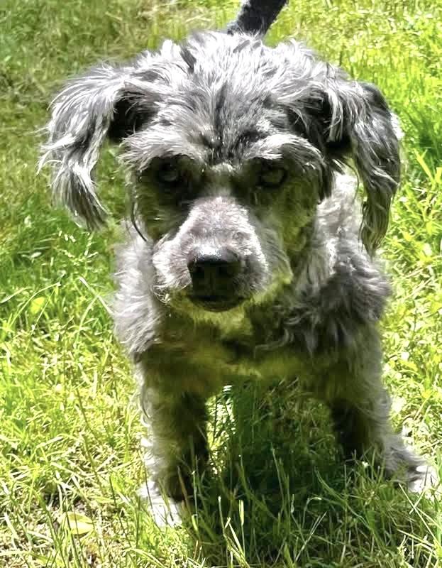 Carl (he needs a hero), a ADOPTABLE mixed breed in Middletown, CT image 1/4