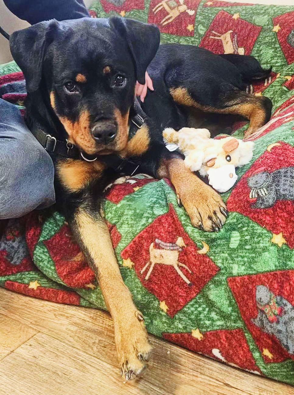 Enlarge Luna, a Adopted Rottweiler in Berkeley Springs, WV image 1/1