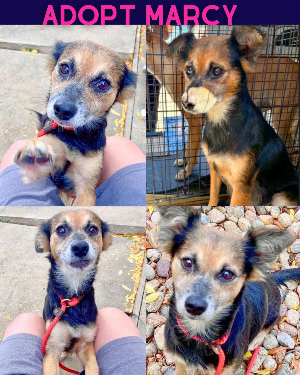 Marcy, Adoptable, Adult Female Terrier & Chihuahua.