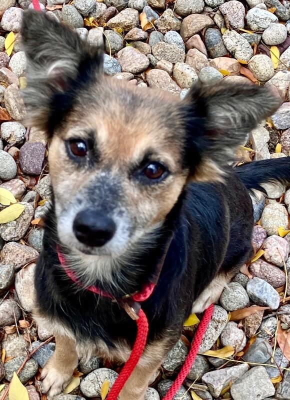 Enlarge Marcy, a Adoptable mixed breed in Boulder, CO image 4/4