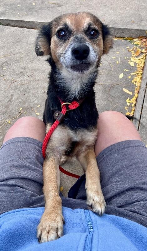 Enlarge Marcy, a Adoptable mixed breed in Boulder, CO image 3/4
