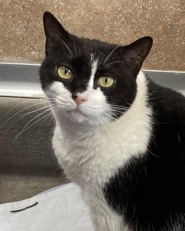 Frida 307936, Adoptable, Senior Female Domestic Medium Hair.