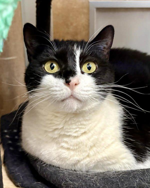Enlarge Frida 307936, a Adoptable Domestic Medium Hair in Petaluma, CA image 2/3