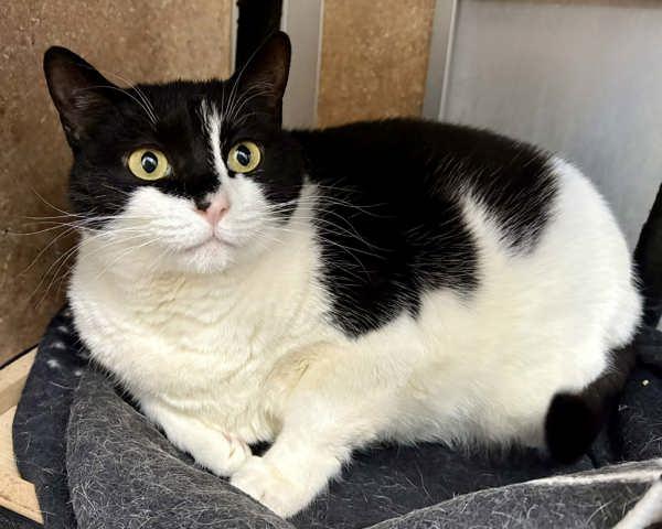 Enlarge Frida 307936, a Adoptable Domestic Medium Hair in Petaluma, CA image 3/3
