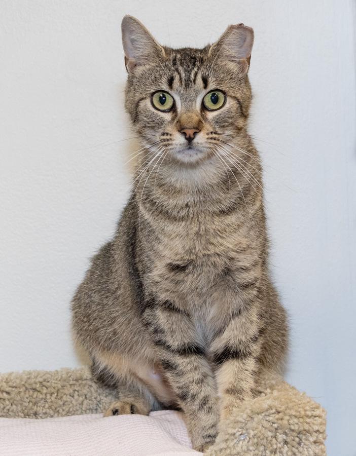 Enlarge Pacific, a ADOPTABLE Domestic Short Hair in Paramus, NJ image 3/4