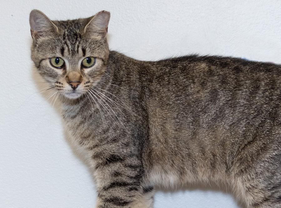 Enlarge Pacific, a ADOPTABLE Domestic Short Hair in Paramus, NJ image 4/4