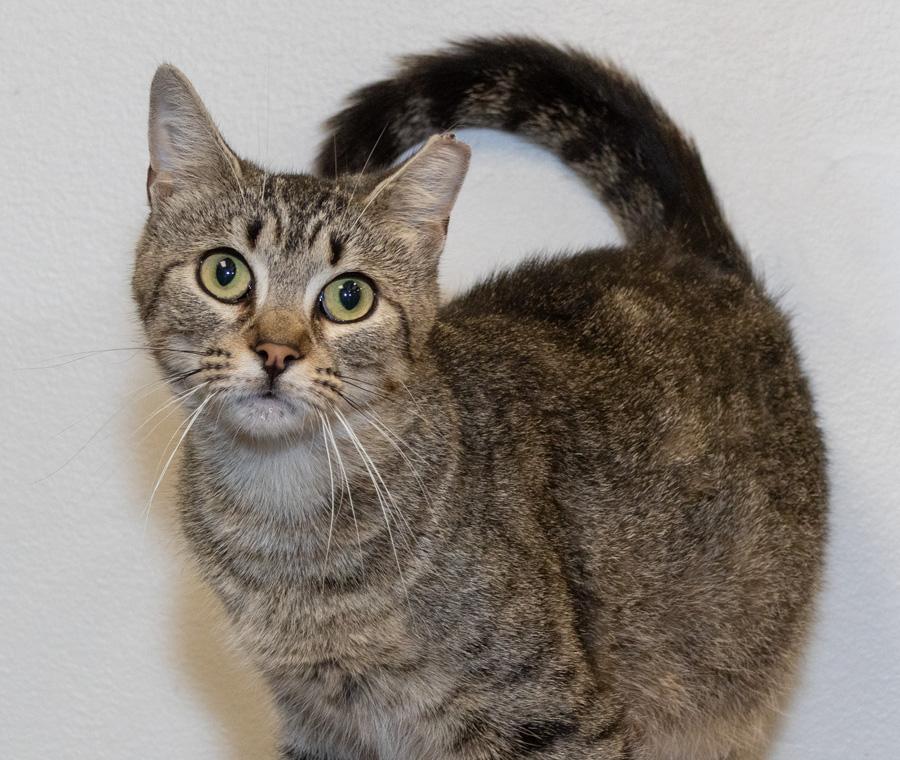 Pacific, ADOPTABLE, Young Female Domestic Short Hair.