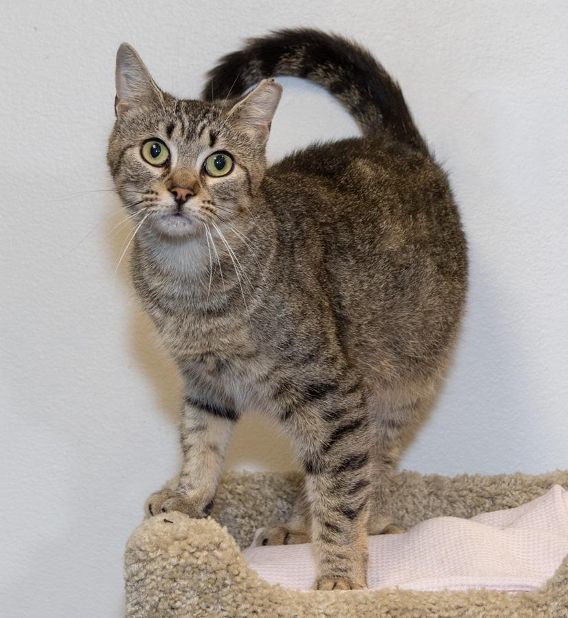 Enlarge Pacific, a ADOPTABLE Domestic Short Hair in Paramus, NJ image 2/4