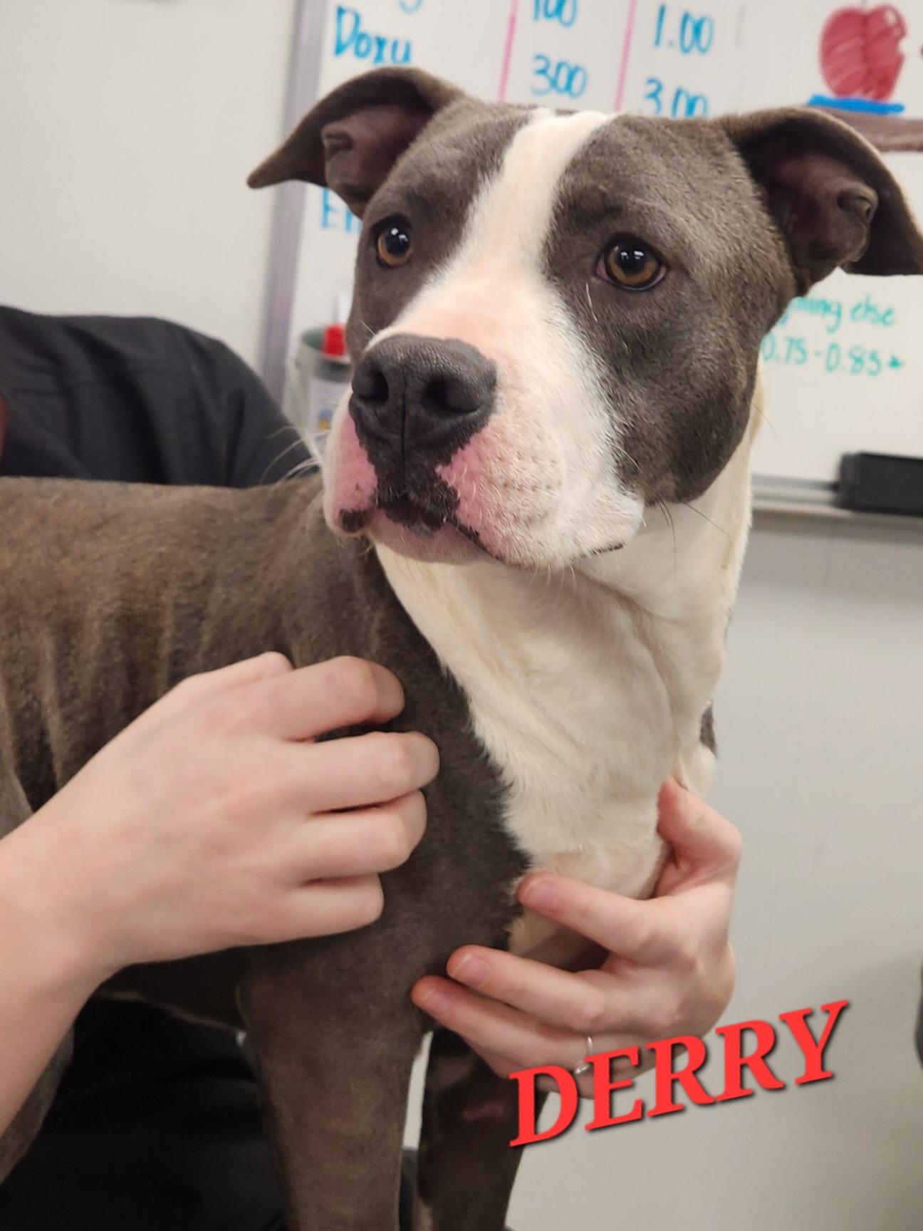 Derry — thumbnail 2