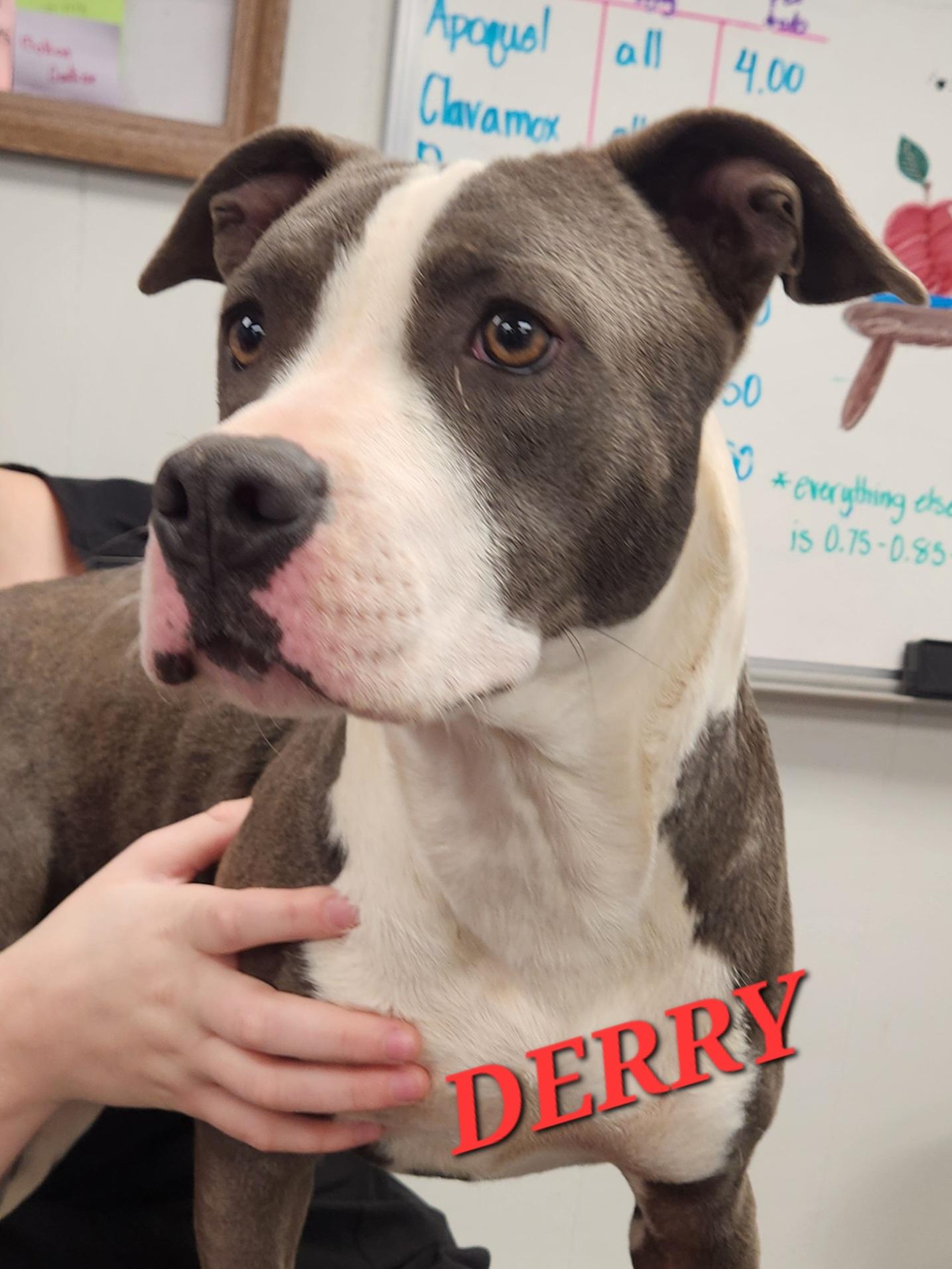 Derry — thumbnail 3