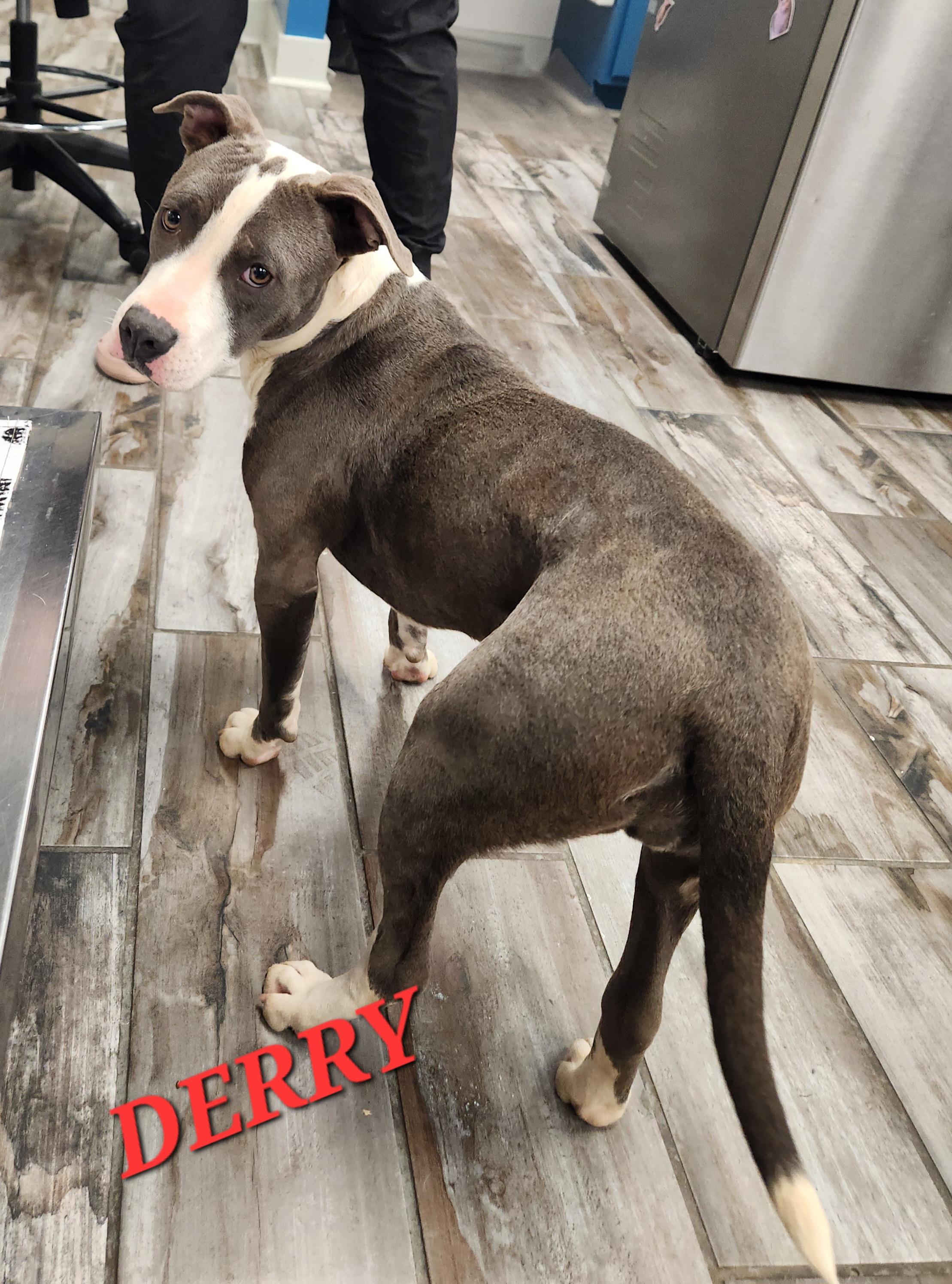 Derry — thumbnail 4