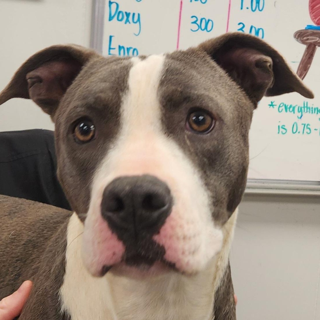 Derry — thumbnail 5