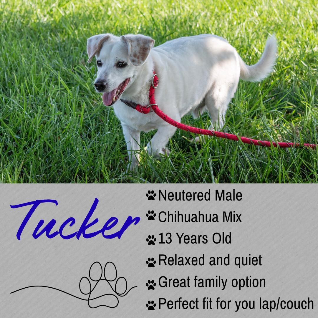 Tucker, adopted, Senior Male Jack Russell Terrier.