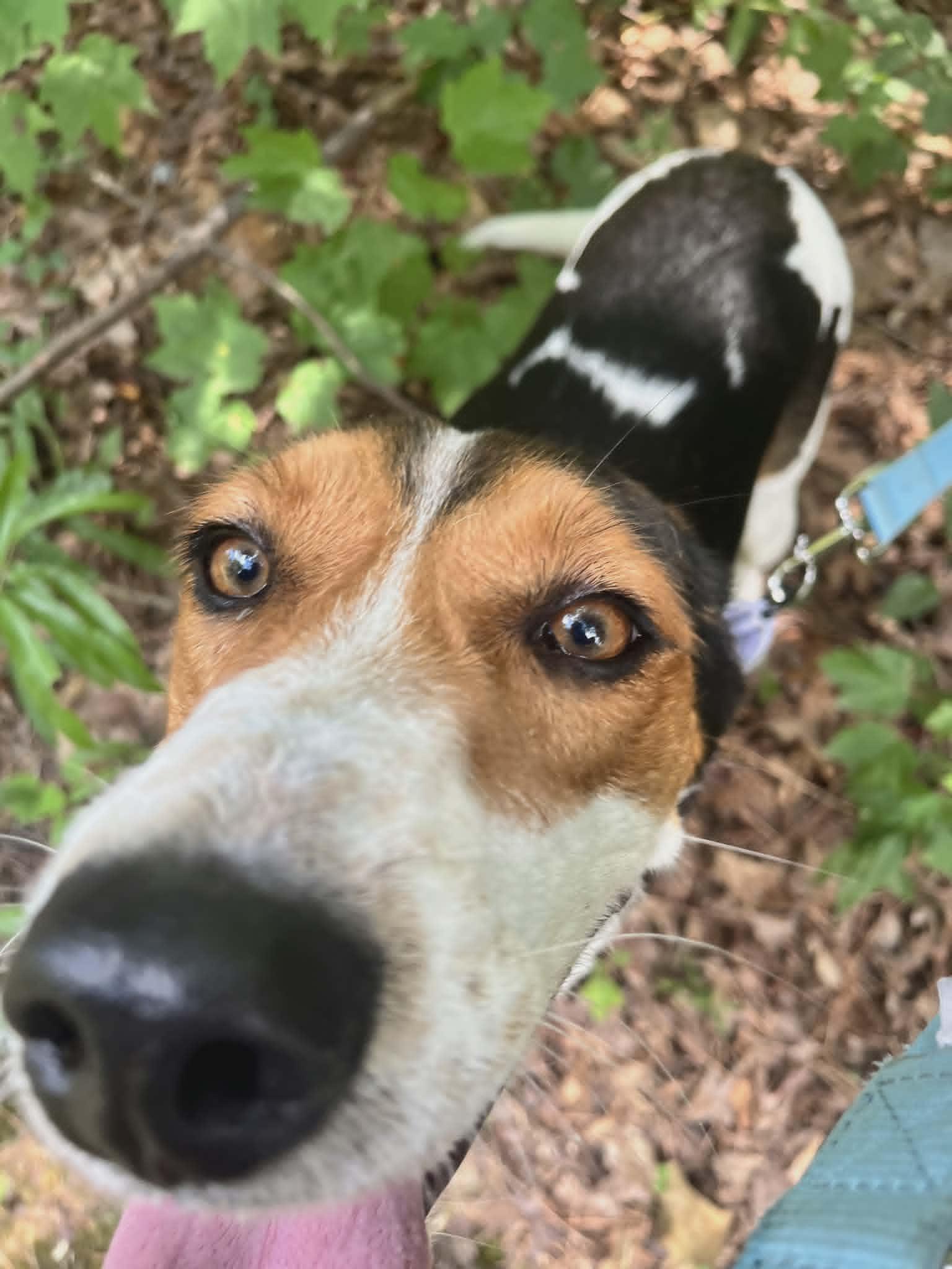 Jacquelyn, a ADOPTABLE Hound in Orange, VA image 3/3