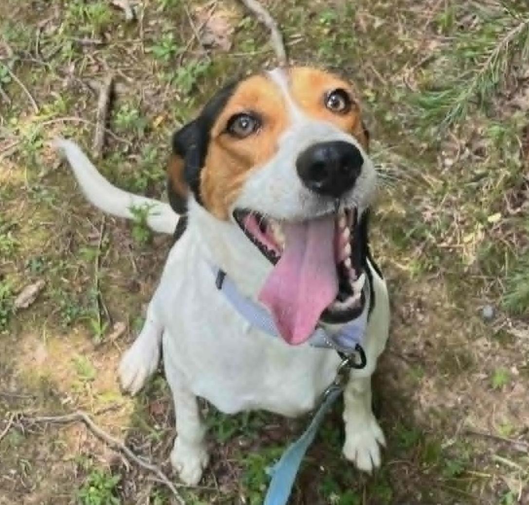 Jacquelyn, ADOPTABLE, Adult Female Hound.