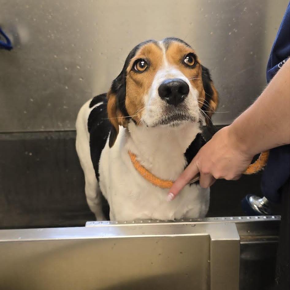 Jacquelyn, a ADOPTABLE Hound in Orange, VA image 2/3