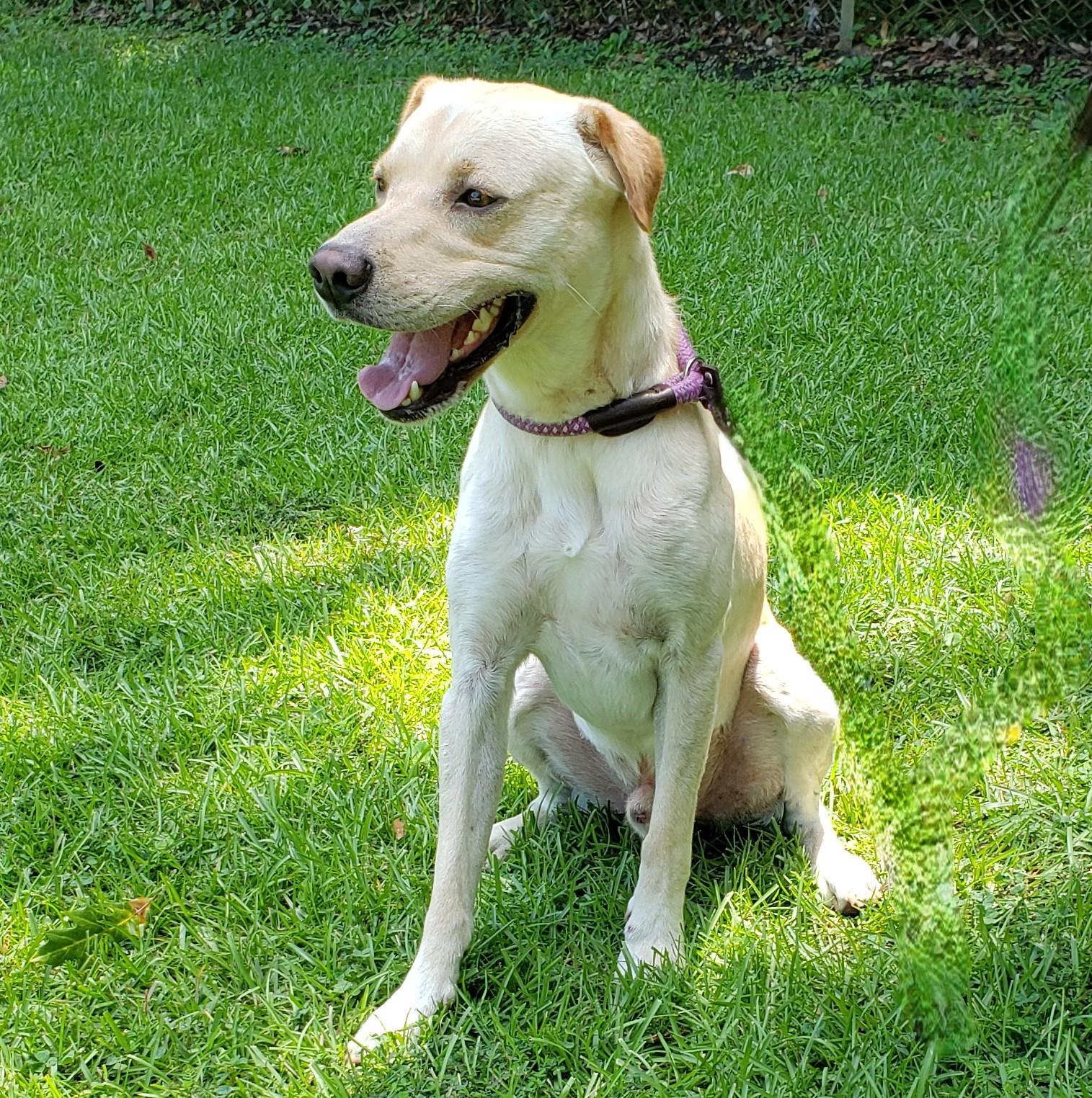 Enlarge Scout, an adoptable mixed breed in Slidell, LA image 1/3