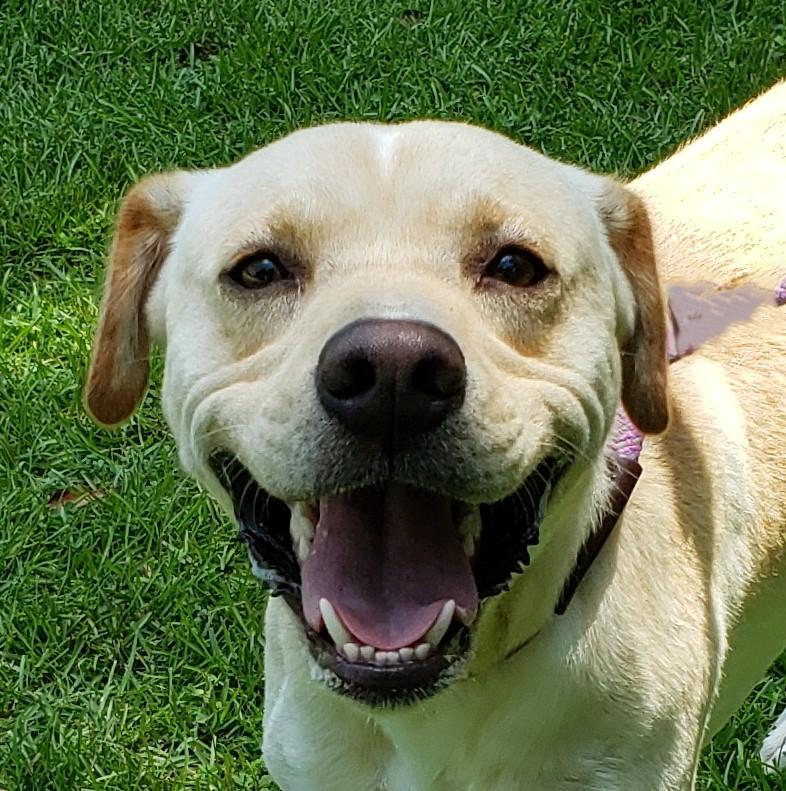 Enlarge Scout, an adoptable mixed breed in Slidell, LA image 2/3