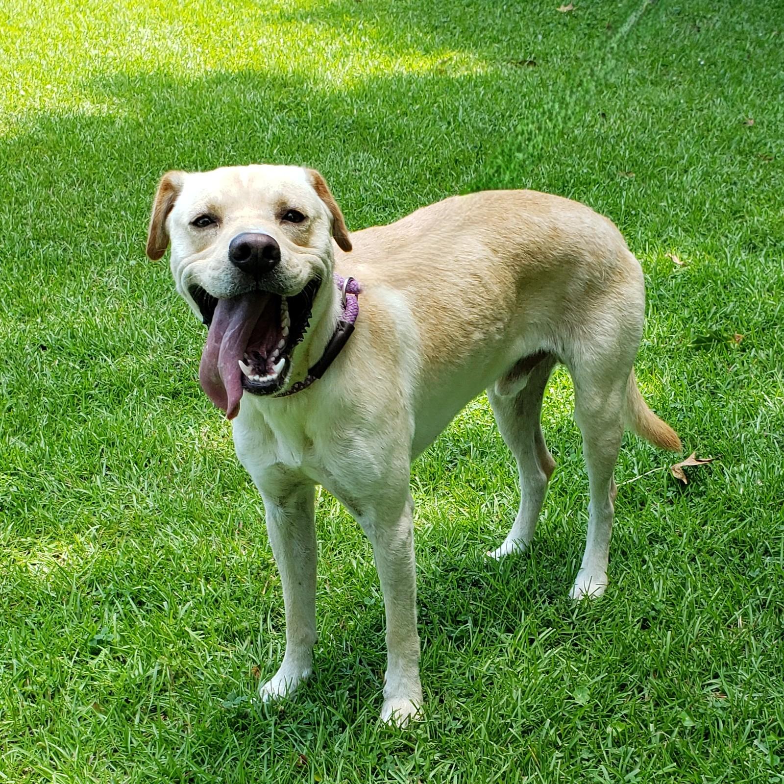 Scout, adoptable, Adult Male Labrador Retriever.