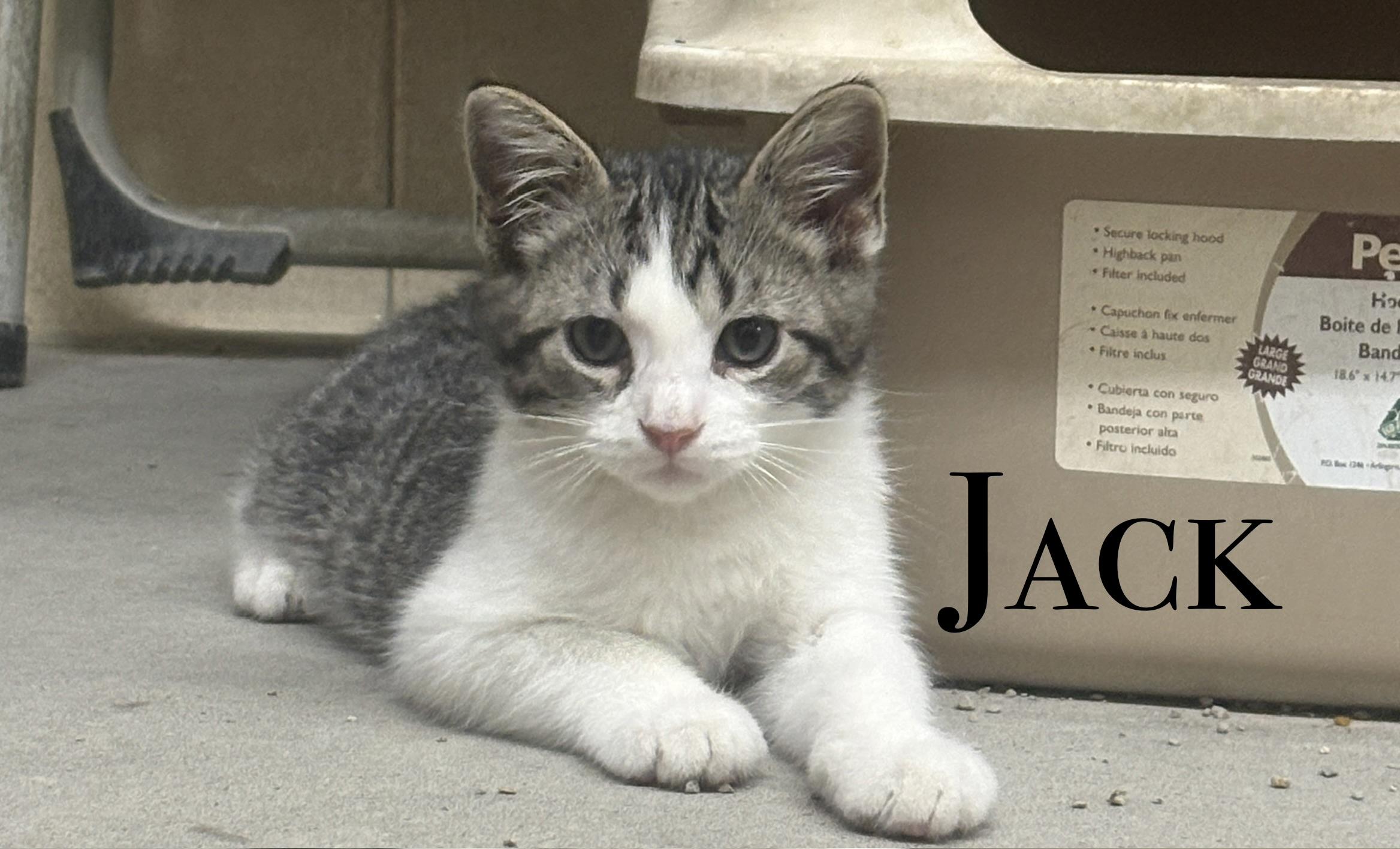 Enlarge MORE KITTENS, a Adoptable Domestic Short Hair in Craig, CO image 4/4